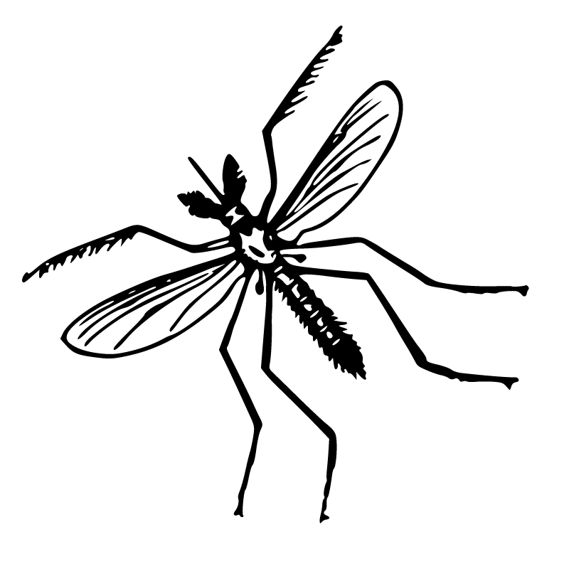 Zanzara Zanzara